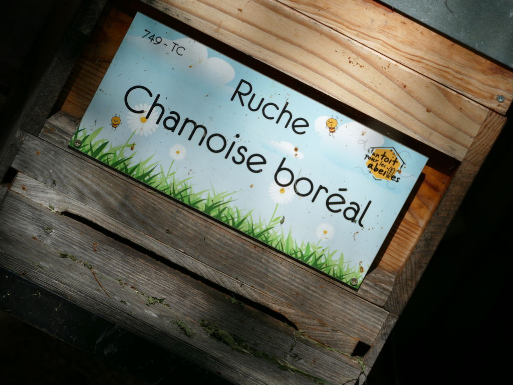 La ruche Chamoise boréal
