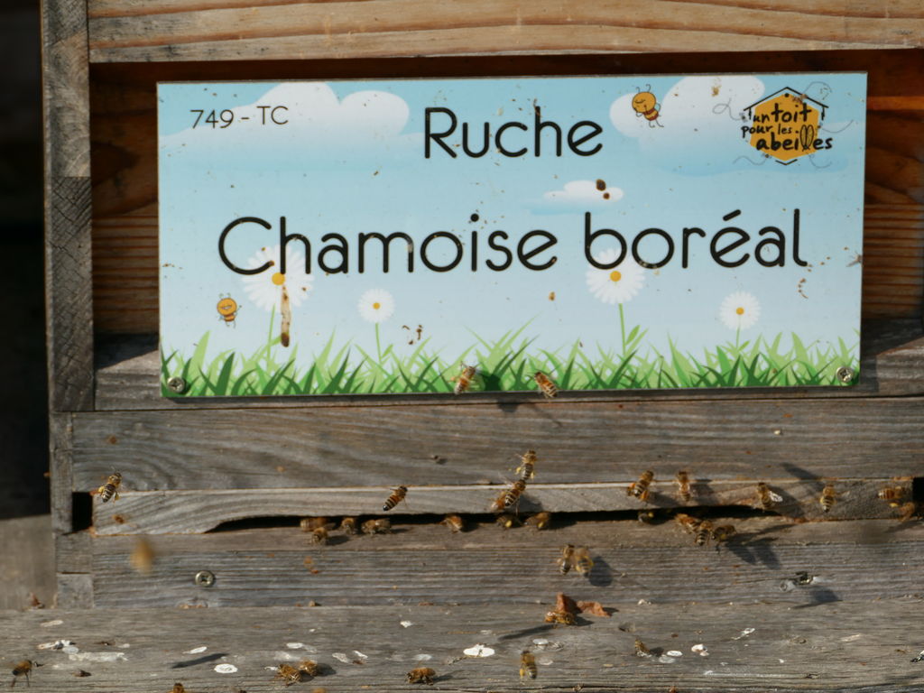 La ruche Chamoise boréal