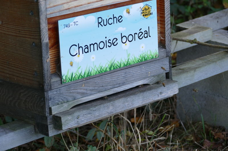 La ruche Chamoise boréal