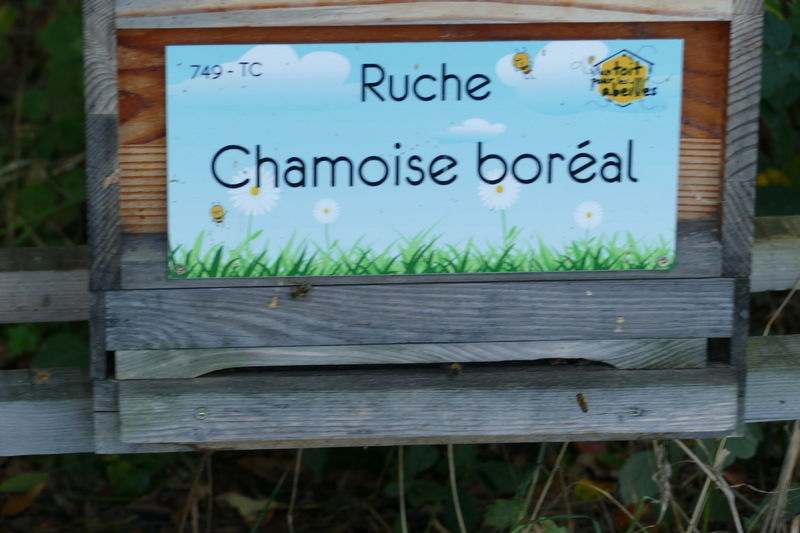 La ruche Chamoise boréal