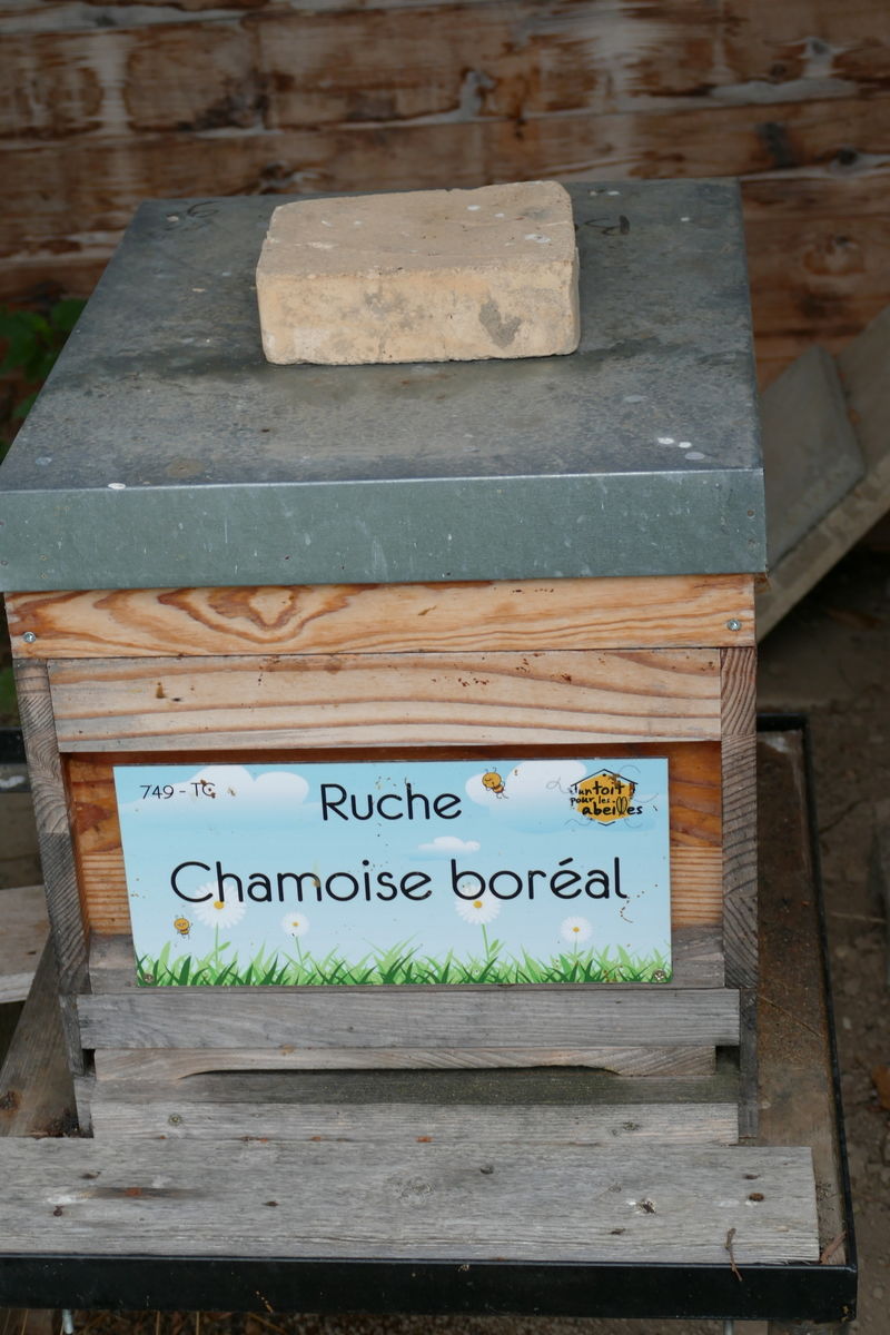 La ruche Chamoise boréal