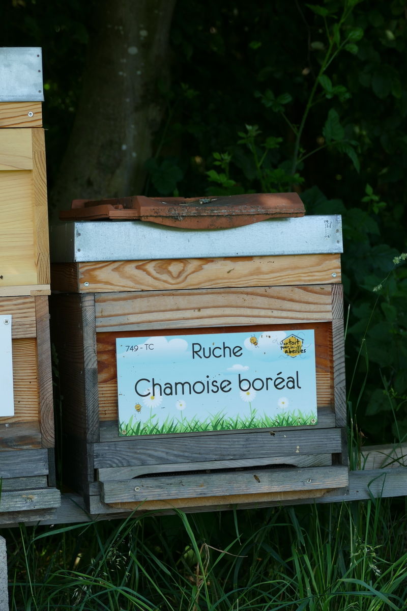 La ruche Chamoise boréal