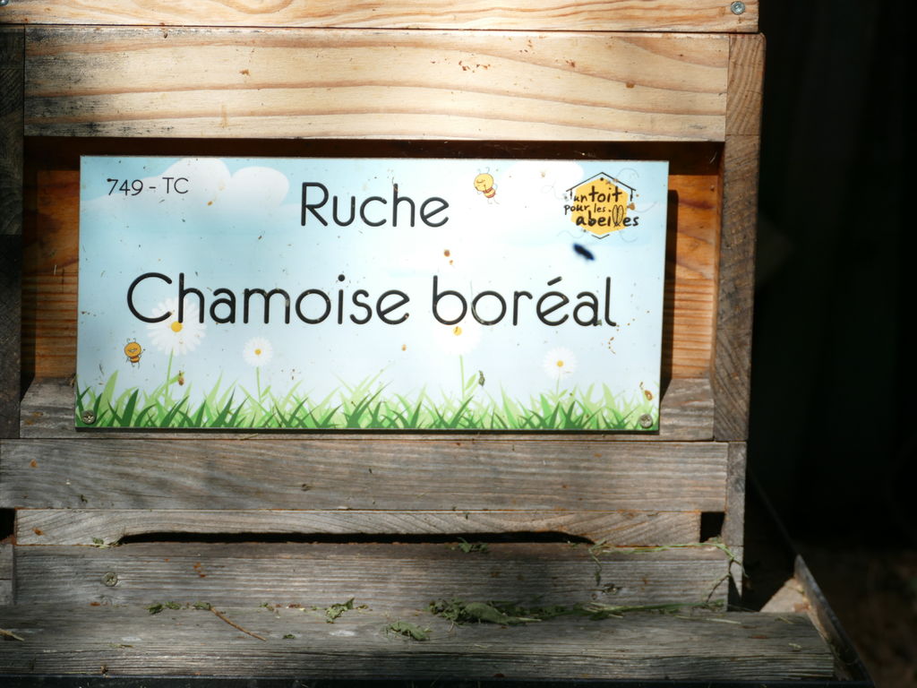 La ruche Chamoise boréal