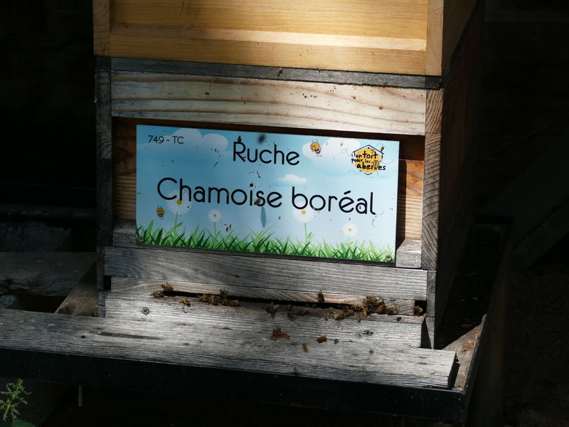 La ruche Chamoise boréal