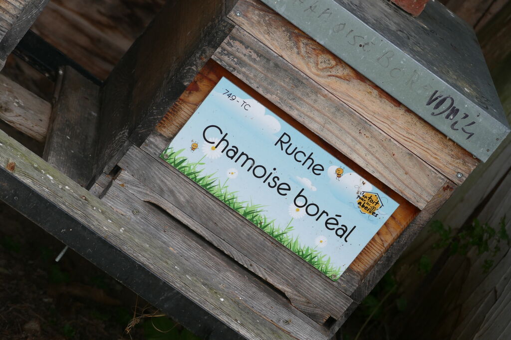 La ruche Chamoise boréal