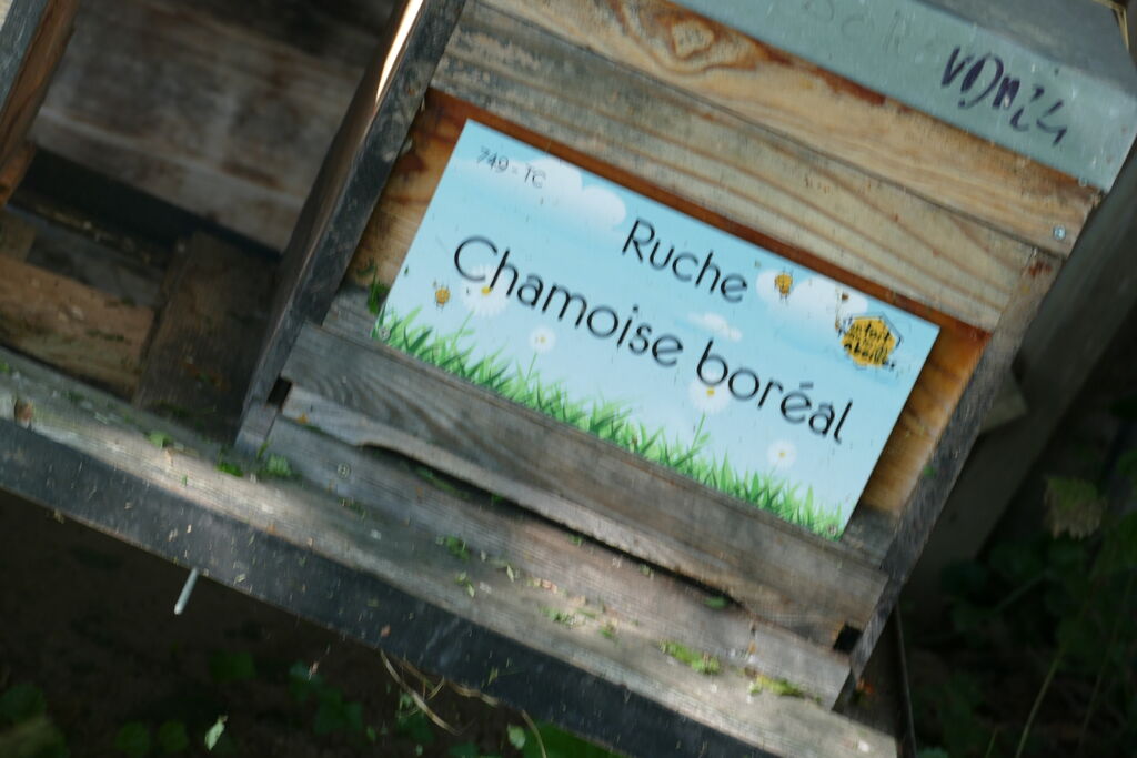 La ruche Chamoise boréal