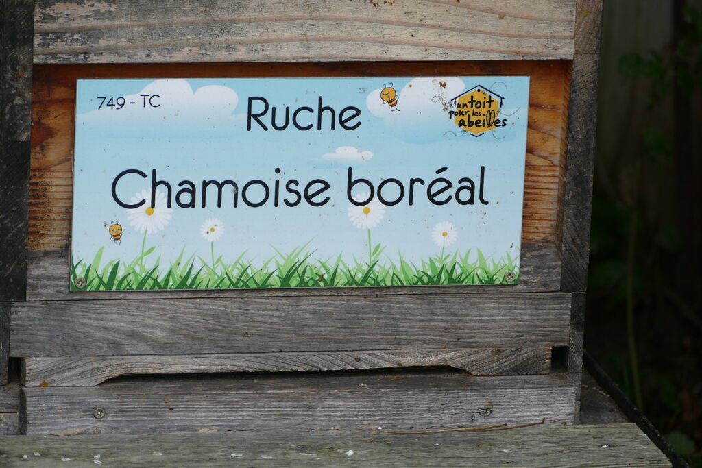 La ruche Chamoise boréal