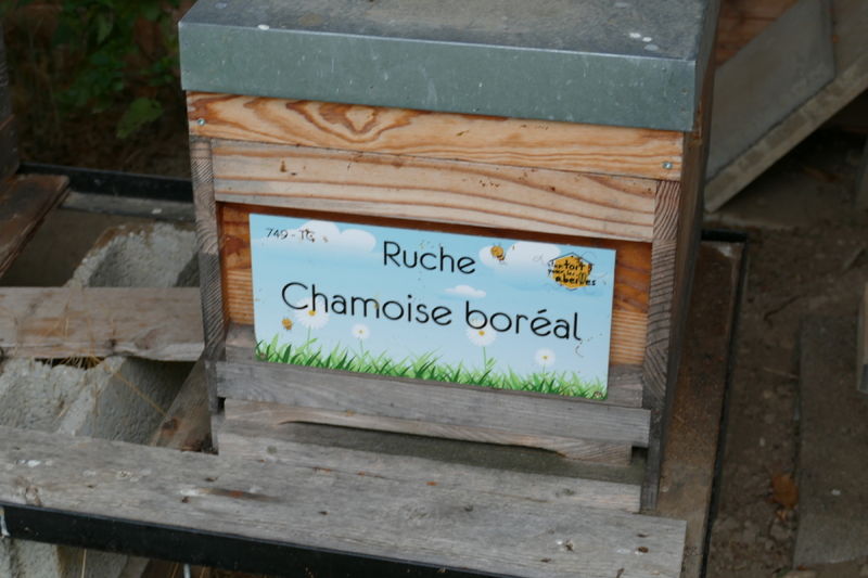 La ruche Chamoise boréal