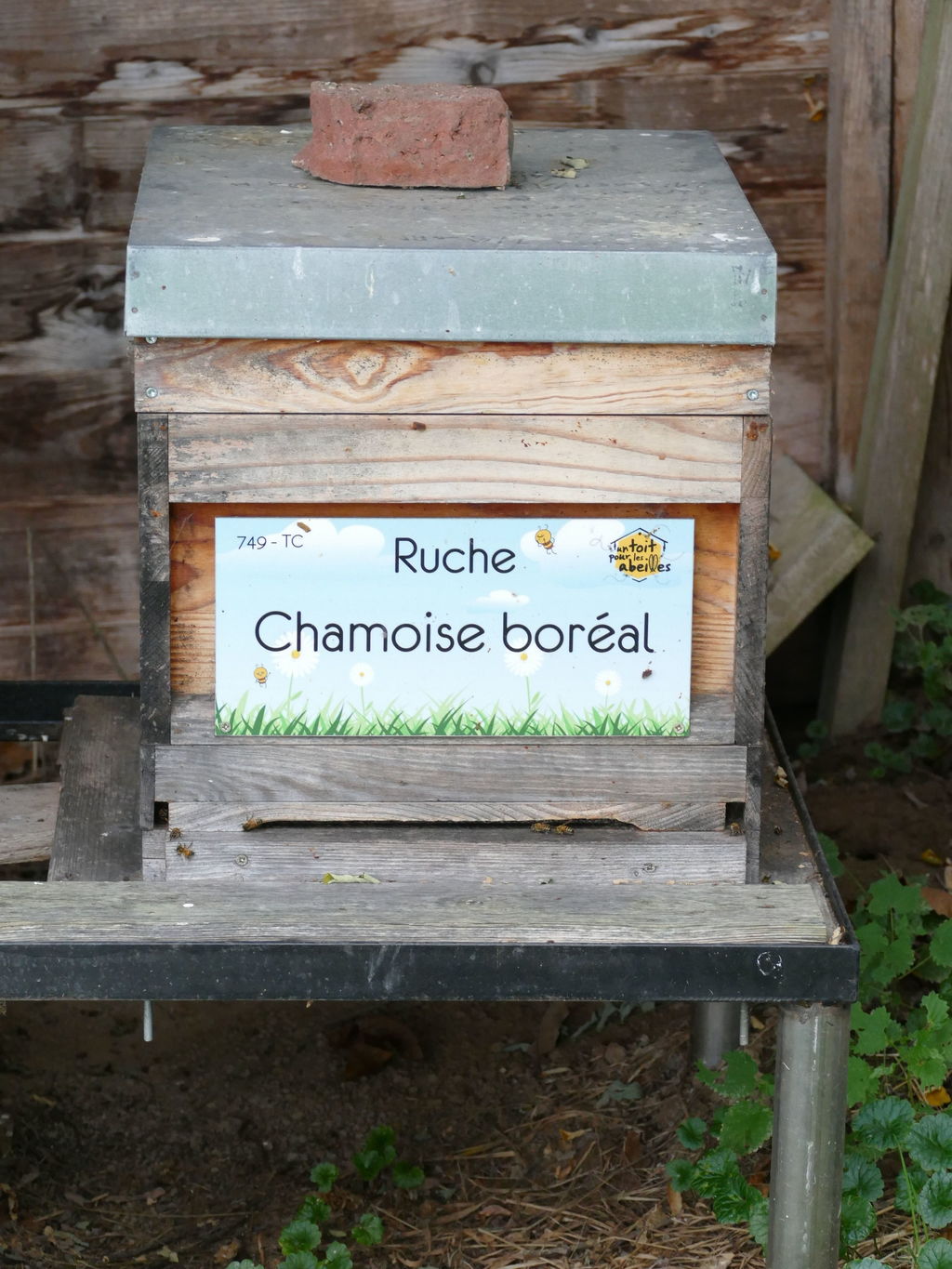 La ruche Chamoise boréal