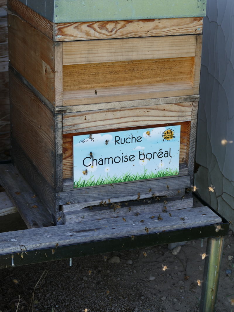 La ruche Chamoise boréal