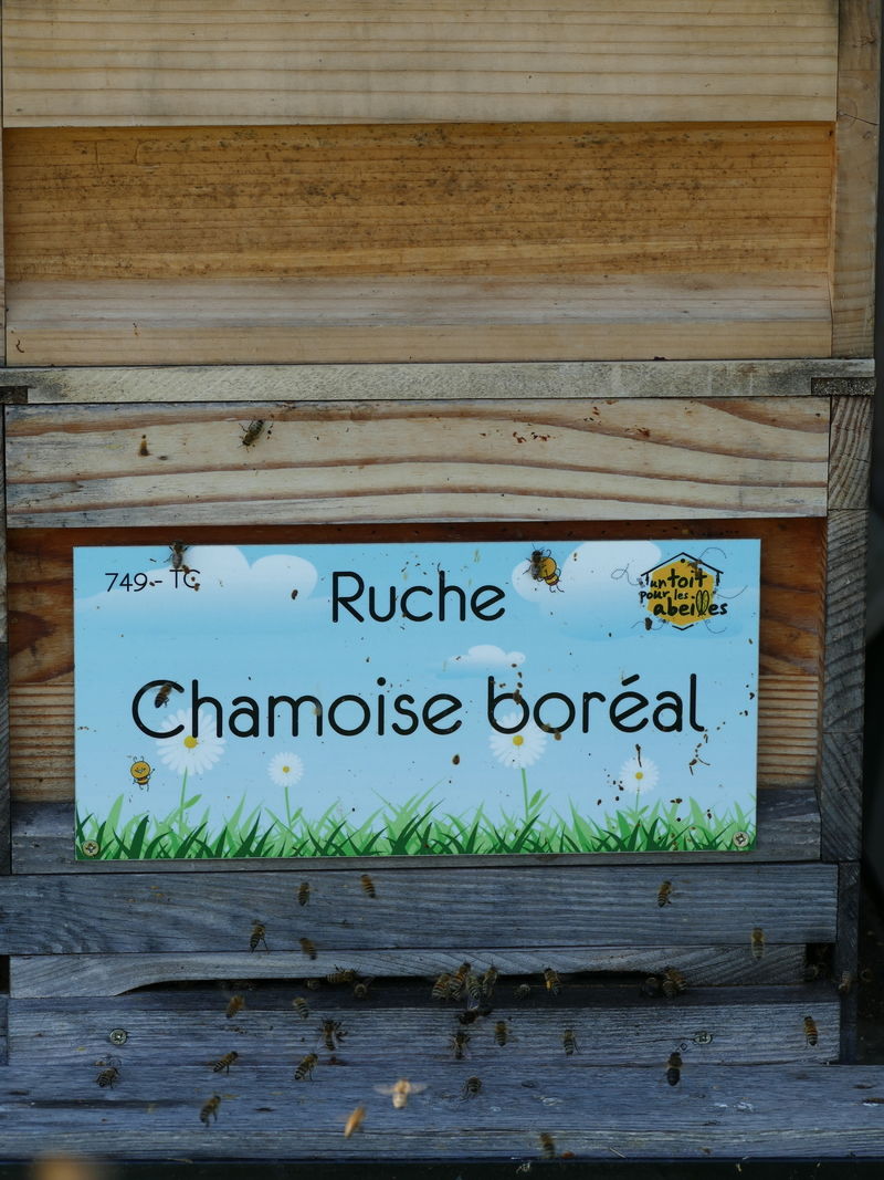 La ruche Chamoise boréal