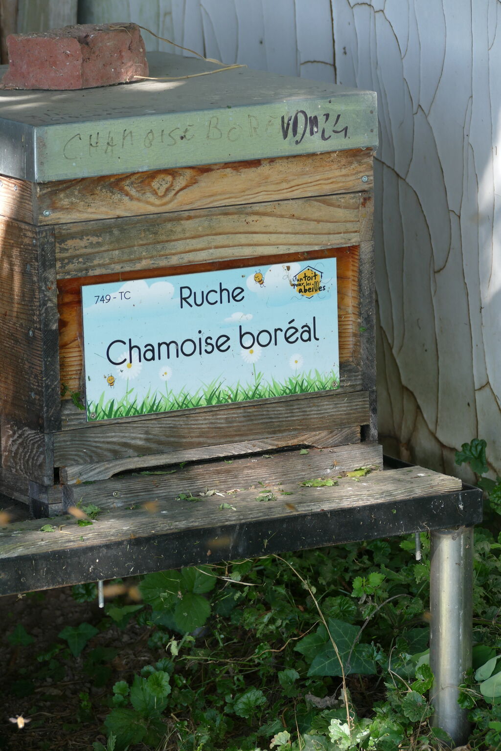 La ruche Chamoise boréal