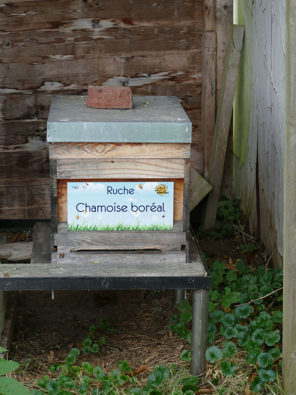 La ruche Chamoise boréal