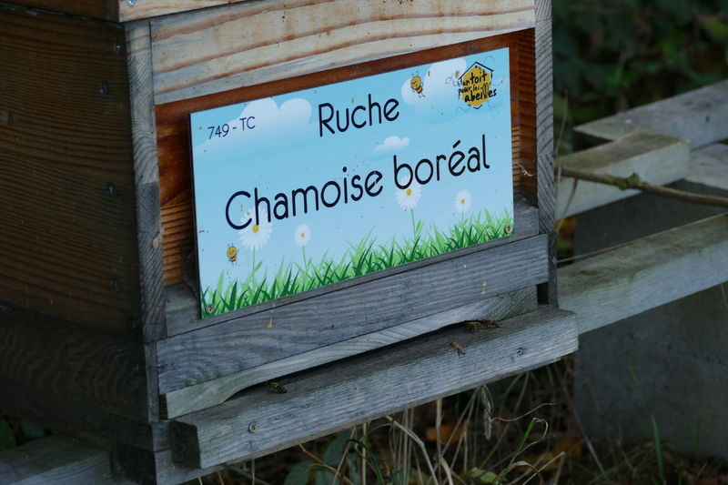 La ruche Chamoise boréal