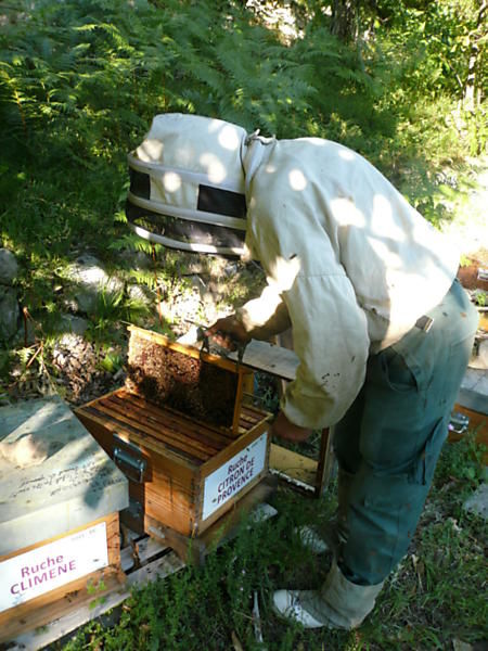 La ruche Citron de provence