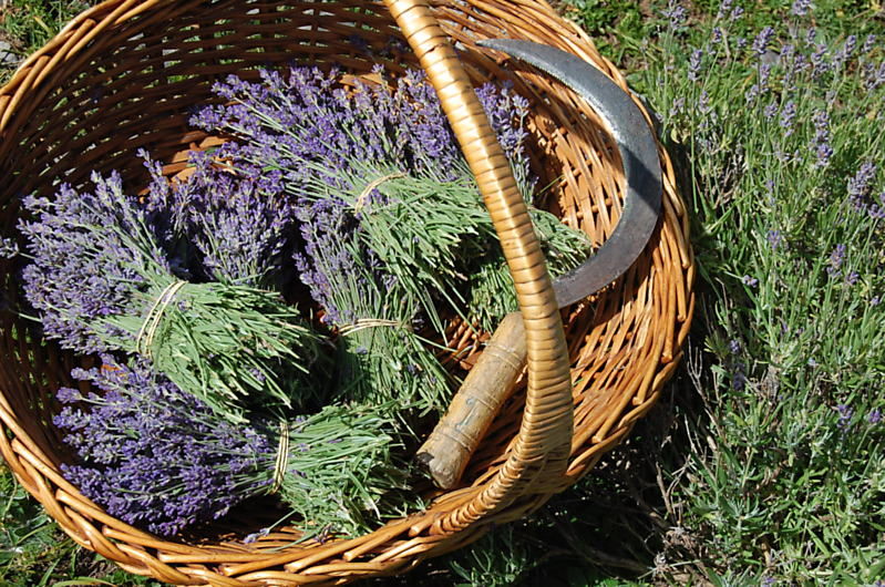 La ruche Citron de provence