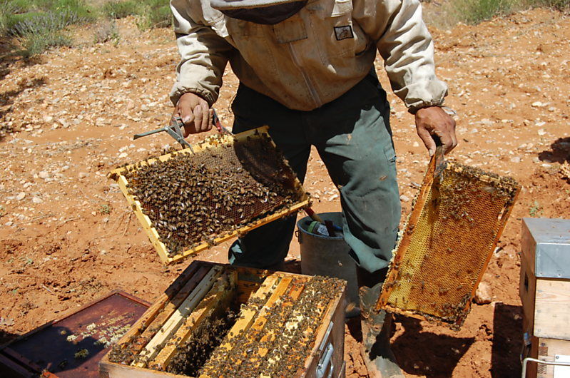 La ruche Citron de provence
