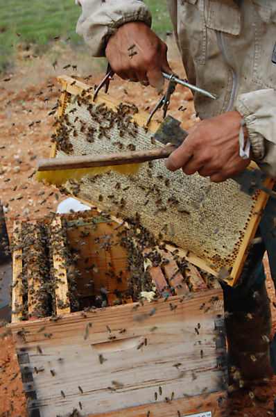 La ruche Citron de provence