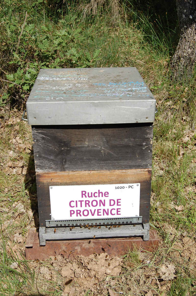 La ruche Citron de provence