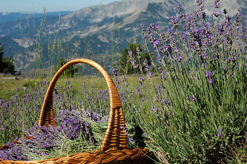 La ruche Citron de provence