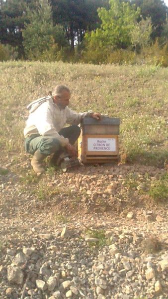 La ruche Citron de provence