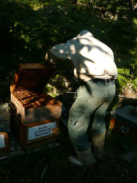 La ruche Citron de provence