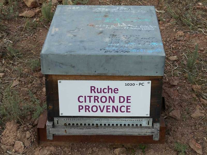 La ruche Citron de provence