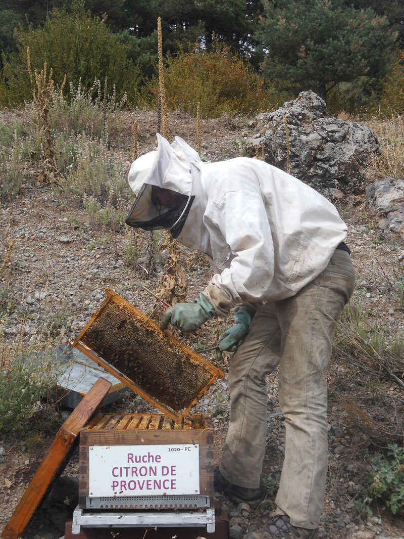 La ruche Citron de provence