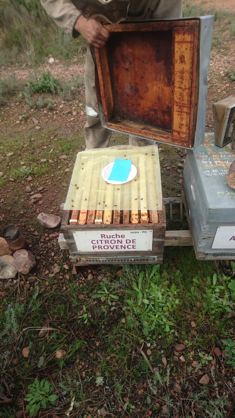 La ruche Citron de provence