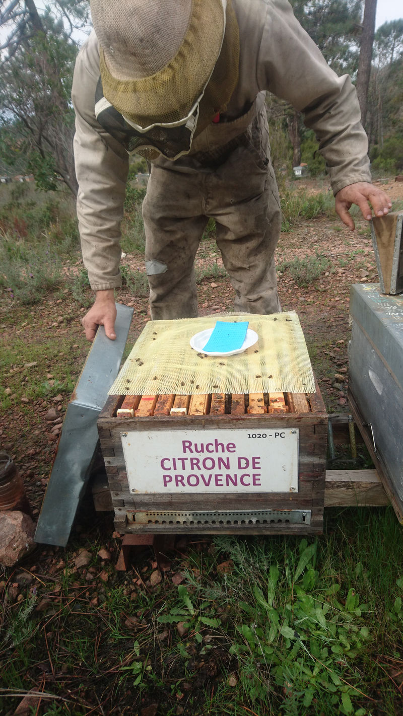 La ruche Citron de provence