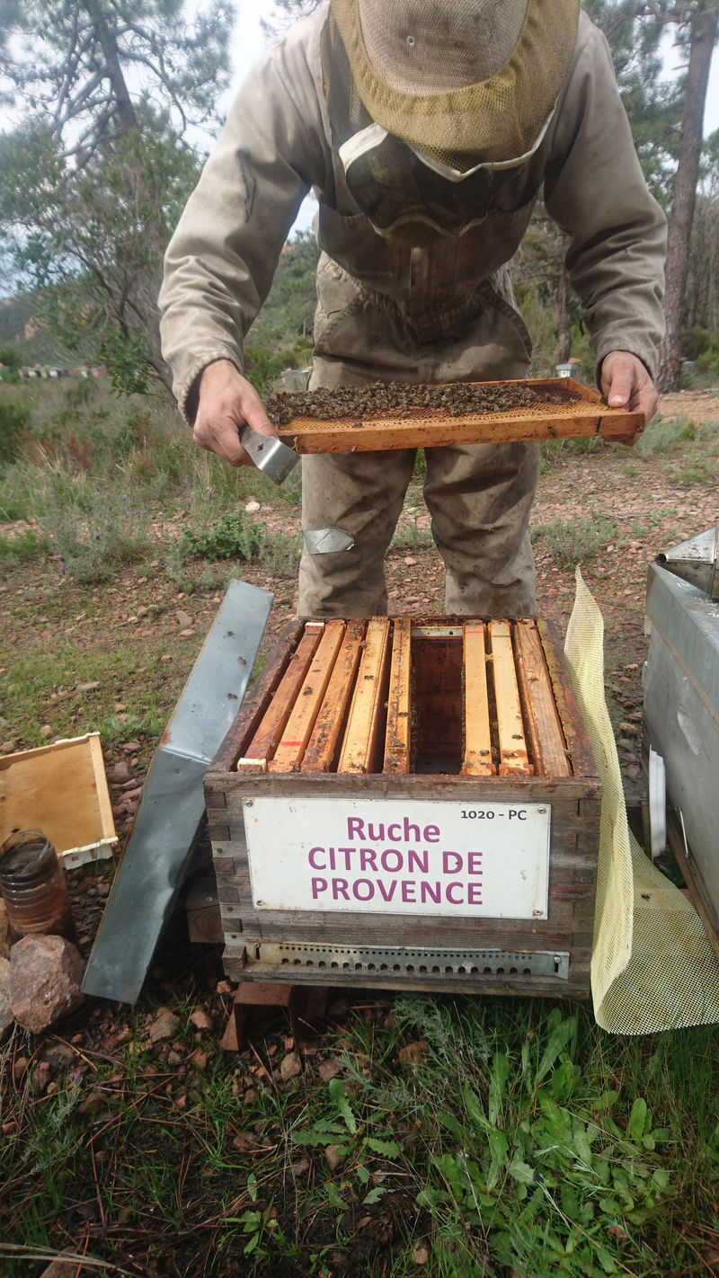La ruche Citron de provence