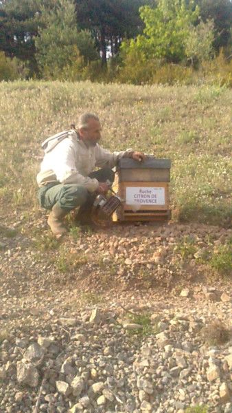 La ruche Citron de provence
