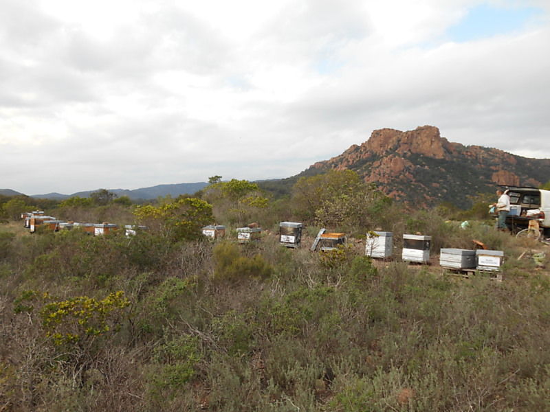 La ruche Citron de provence