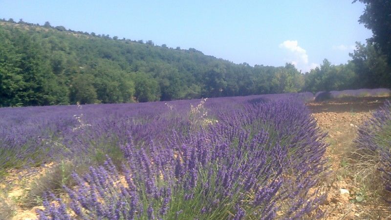 La ruche Citron de provence