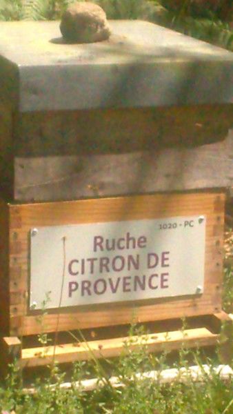 La ruche Citron de provence