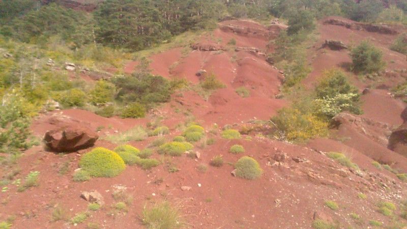 La ruche Citron de provence