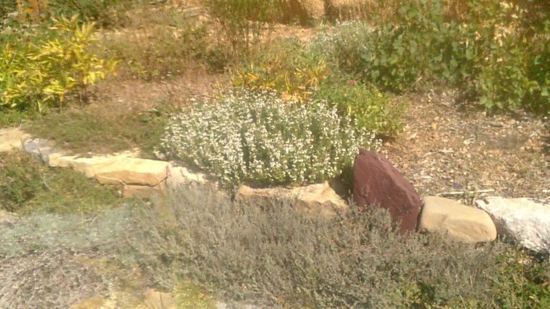 La ruche Citron de provence