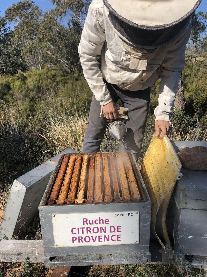 La ruche Citron de provence