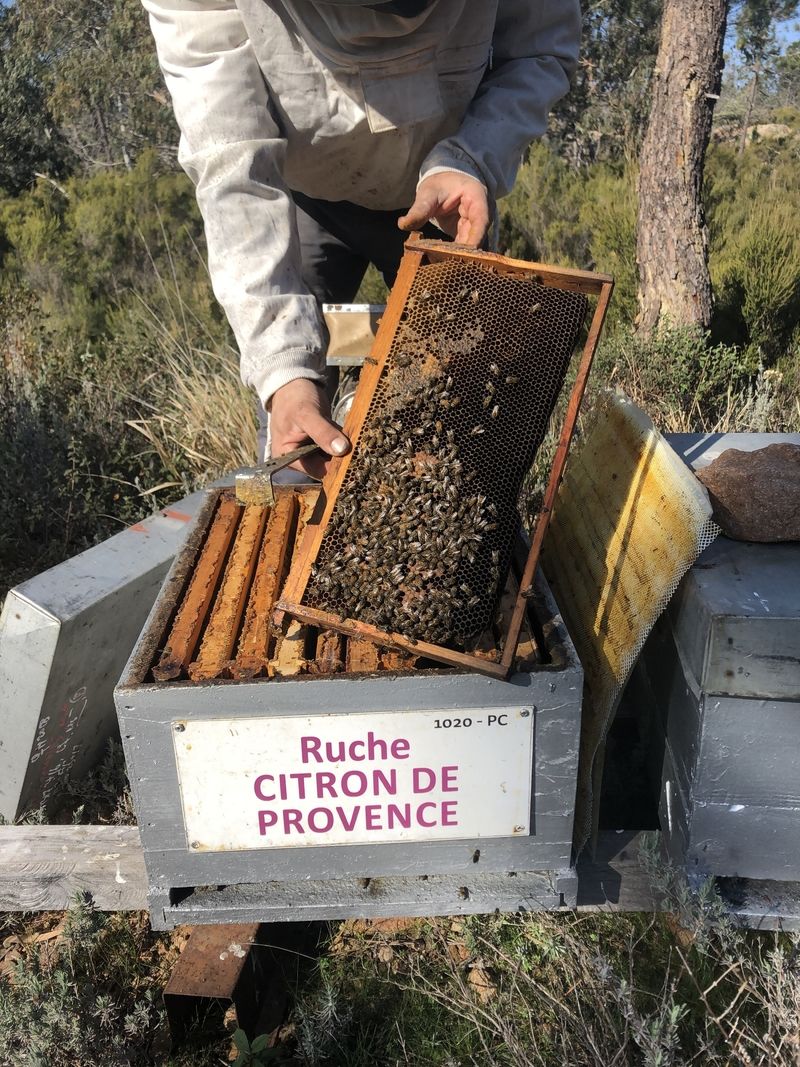 La ruche Citron de provence