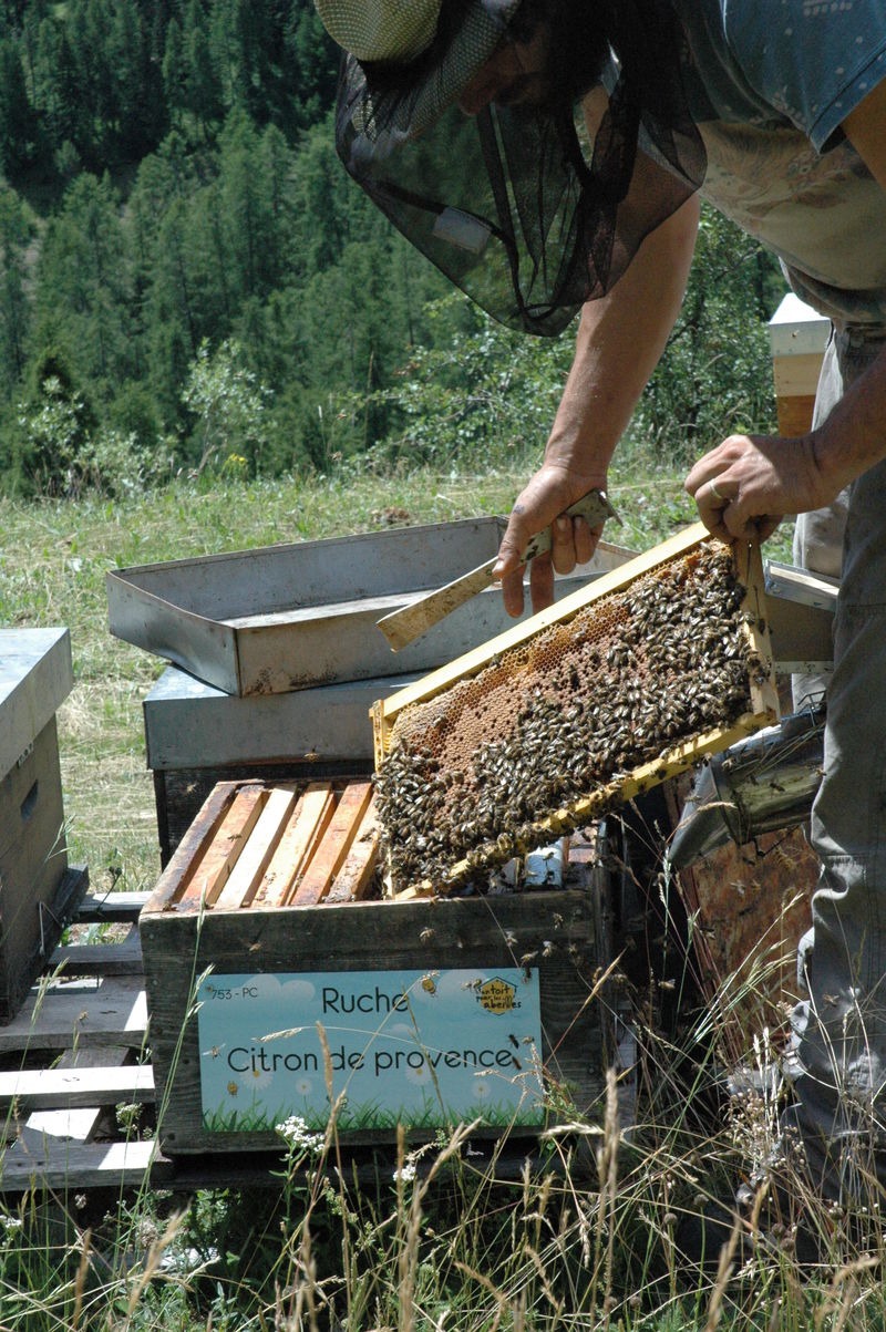 La ruche Citron de provence