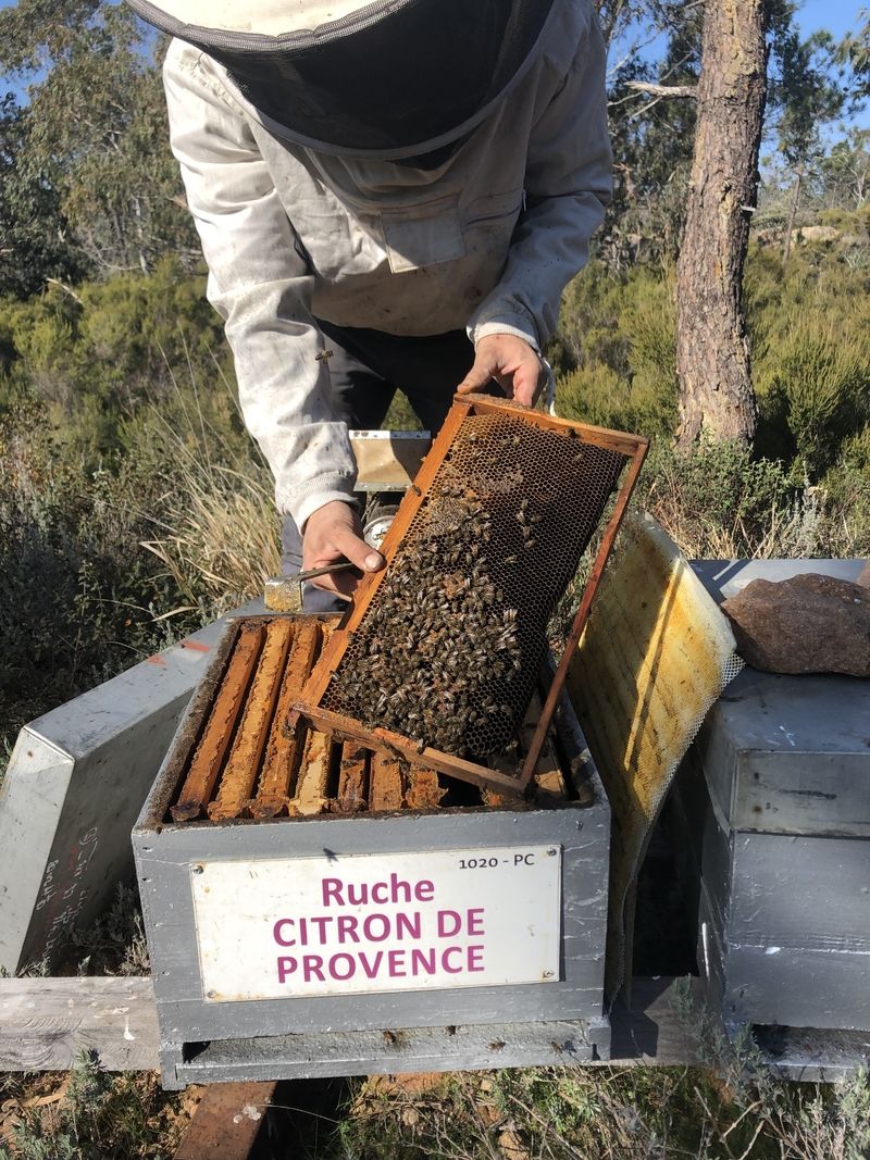 La ruche Citron de provence