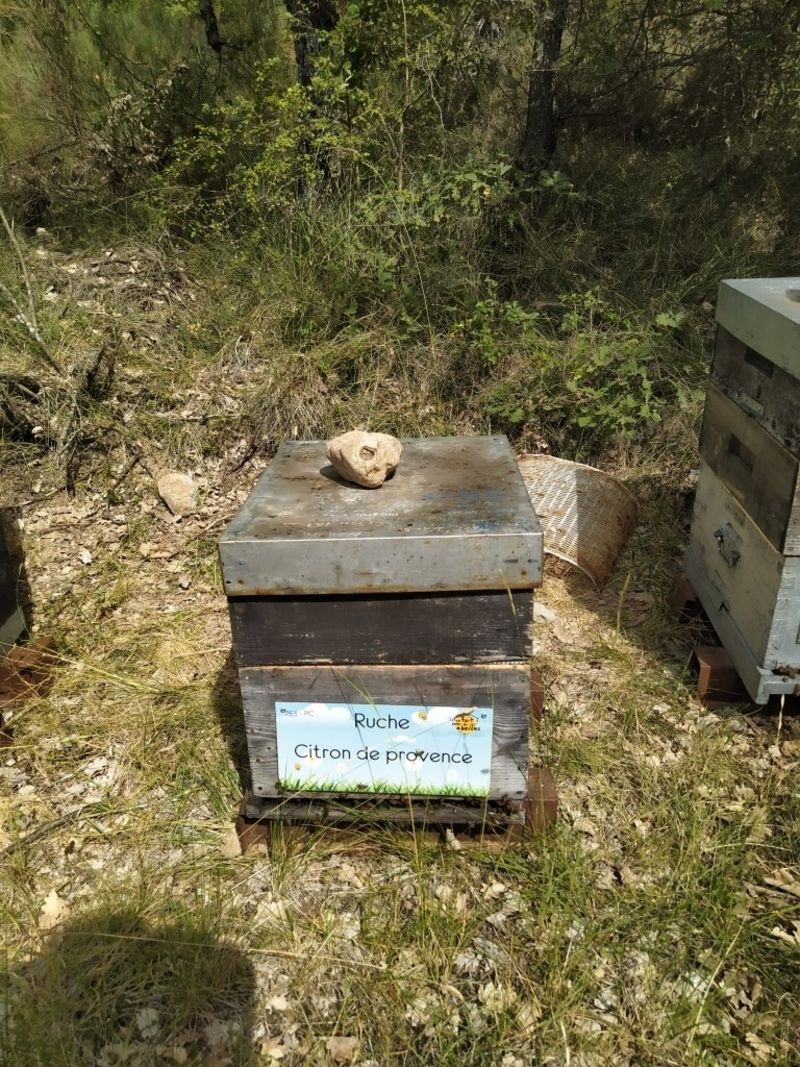 La ruche Citron de provence