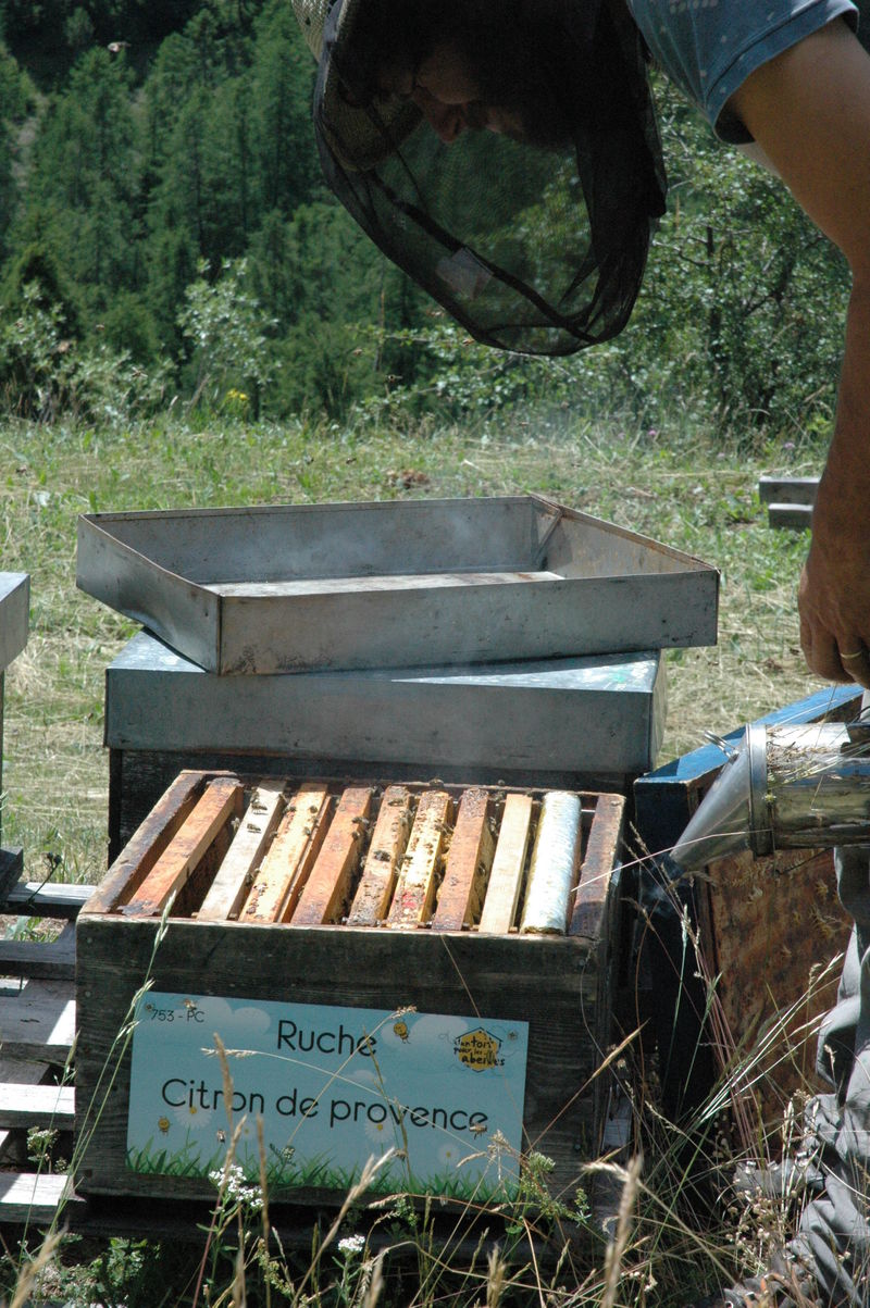 La ruche Citron de provence