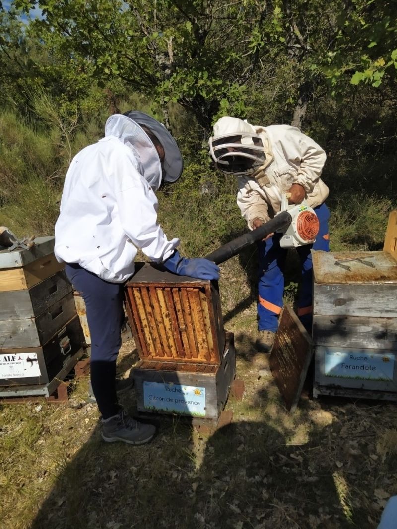 La ruche Citron de provence