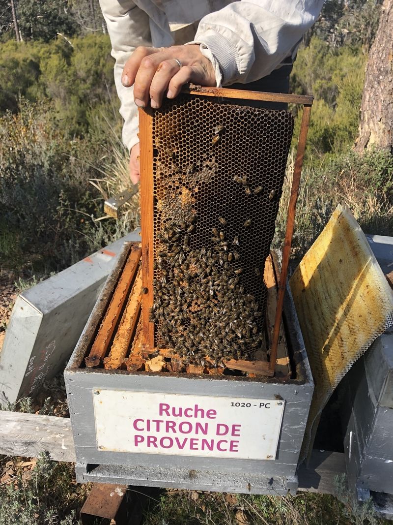 La ruche Citron de provence
