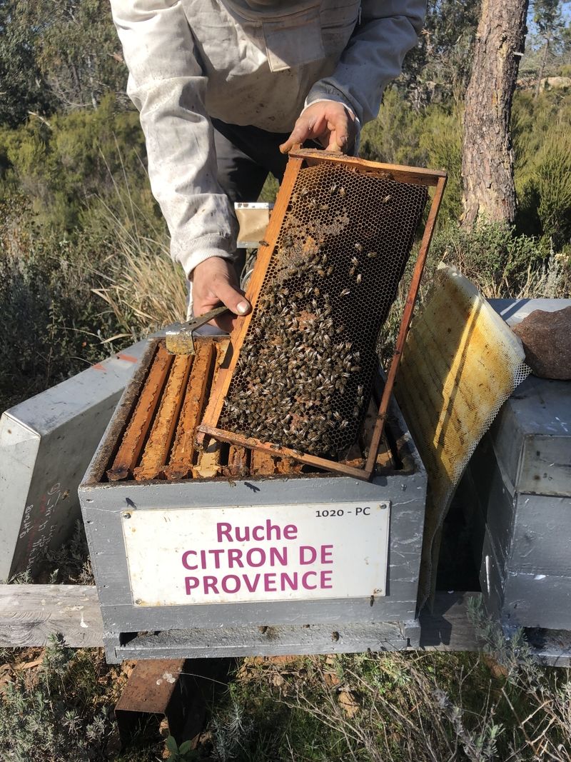 La ruche Citron de provence