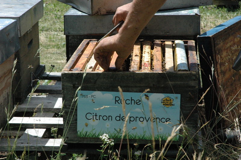 La ruche Citron de provence
