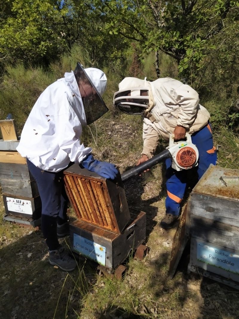 La ruche Citron de provence