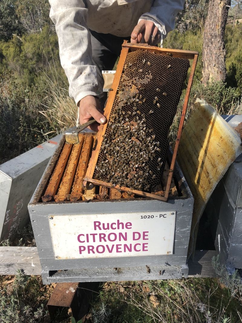 La ruche Citron de provence