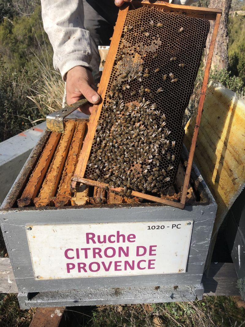 La ruche Citron de provence